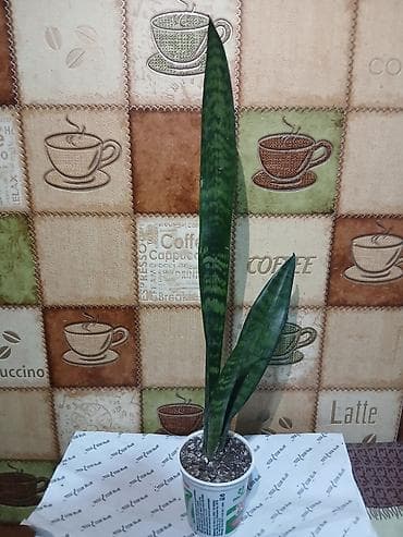 Саженцы деревьев: Qiymət 3 -10azn araliginda ölcüyə görə dəyisir — 3