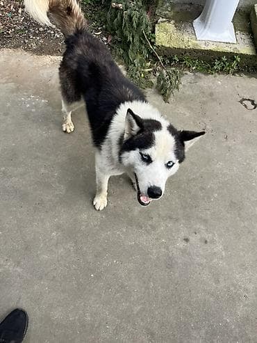 coban iti type 0: Sibir Husky – erkək it Xüsusiyyətlər: - Cins: Sibir Husky - Rəng — 2