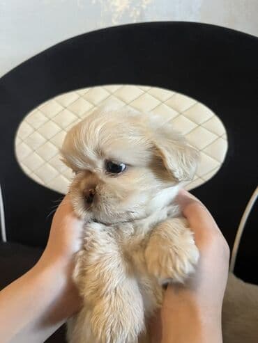 gencede itler: Pekines, 2 ay, Erkek, Peyvəndli — 5