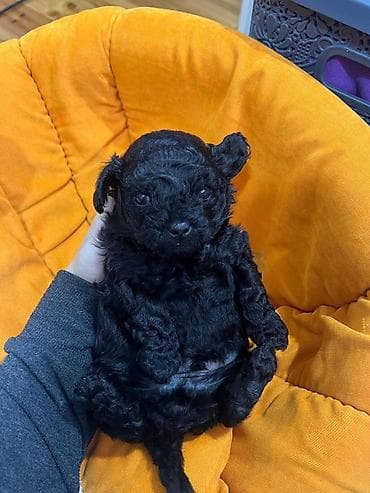 Quşlar: Pudel — 3