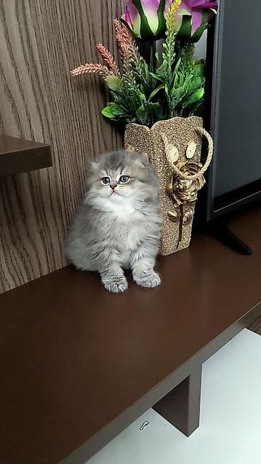 Tam sağlam uzuntüklü balalar saf Qandi. Ana ve ata şəkillərini ciddi