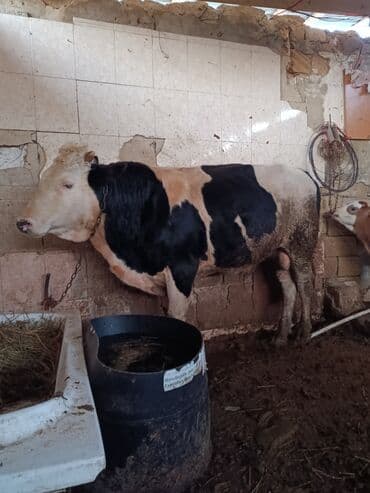 cins ineklerin satisi 2019: Dana, buzov, Erkək, Simental, ay: 1, 345 kq, Ətlik, Damazlıq, Ödənişli çatdırılma, Ünvandan götürmə — 2