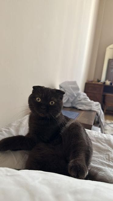 qus yuvasi duzeltmek: Şotland yastı qulaq, Ödənişli çatdırılma — 1