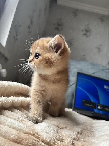 fars pişik: Şotland, Ünvandan götürmə, Pulsuz çatdırılma — 1