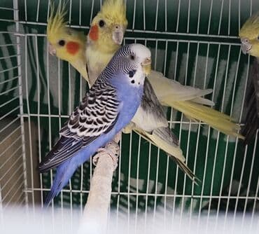 купить кур: Məhsul:Kanareka Ev quşu – dalmatin naxışlı-mavi rəngli dalğalı bülbül — 2