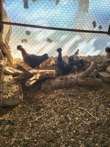 клетки для кур несушек купить в бишкеке: Kəkilli kənd fərələri 4 aylıq 10 ədəd 19 manatadi fərələr 12 manat — 11