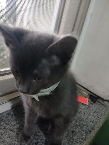 ucuz goyərcin: Ağızlıqlar — 2