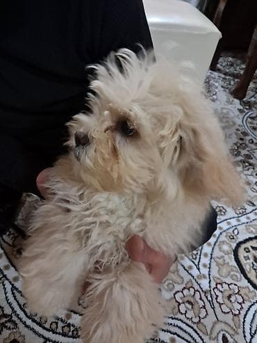 itlerin adlari: Bolonka, 3 ay, Erkek, Peyvəndli, Ünvandan götürmə, Rayonlara çatdırılma — 6