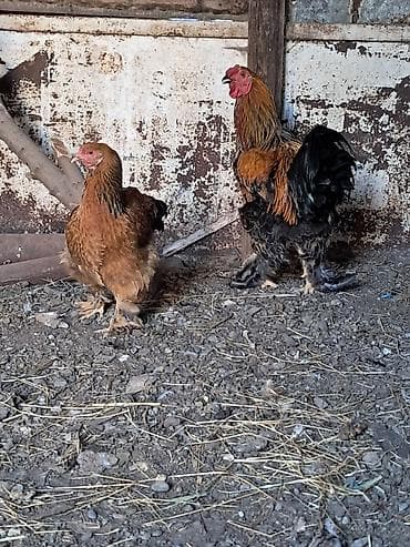 Курица, Brama, Для разведения