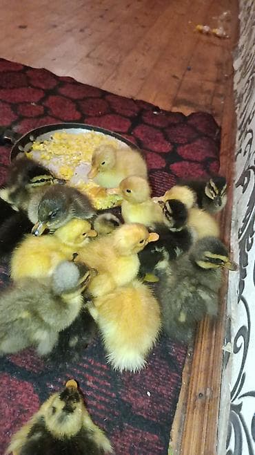 Pekin qışqıran ördəklər .1,2 günlük ordeklerdi.2manat 50 qep 1