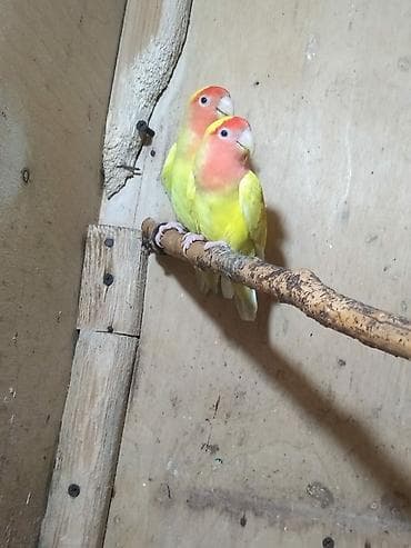 deve quşu: Nerazluçnik.Hazır cüt hər iksi sarı.1 tək maya hazır quşdu sarı rəng,1 — 4