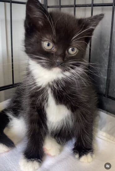 balaca pişik şəkilləri: Yaxşı əllərə — 3