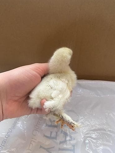 xarkov cuceler: Toyuq cücələri, Damazlıq — 4