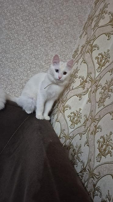 Şotland, Dişi, Pulsuz çatdırılma