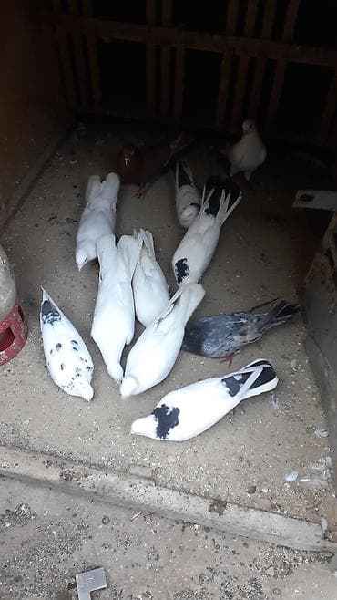 goyercin novleri: Qüvvətli uçuşa və dekorativ görünüşə malik ev göyərçinləri dəsti — 1