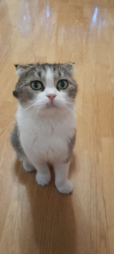 pişik geyim: Dişi, Yaxşı əllərə, Ünvandan götürmə — 2