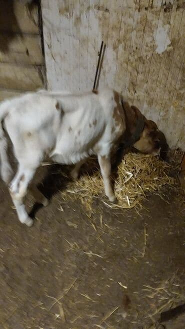 cins dana: Məhsul: İnək (iribuynuzlu heyvan) Xüsusiyyətlər: - Rəng: Ağ-krem — 11