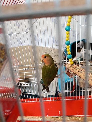sevgi qusu: Məhsul: Agapornis (Sevgi quşu) bir ədəd nerazluçnik satılır qiymətli — 1