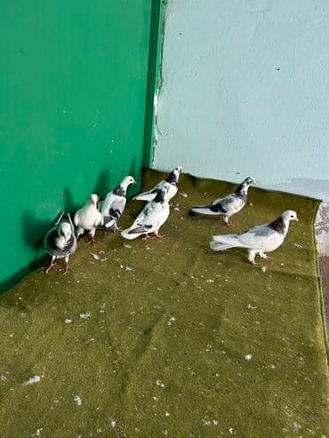 bugda qiymeti: Temz goy niwanlardi her quwun oz qiymeti var — 2