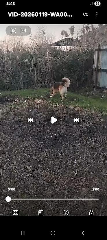 ucuz ev itleri: Alman çoban iti — 10