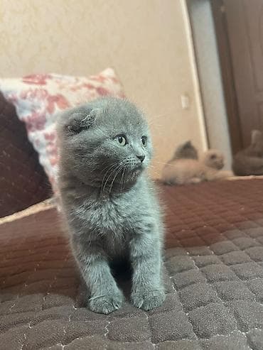 pişim: Şotland — 3