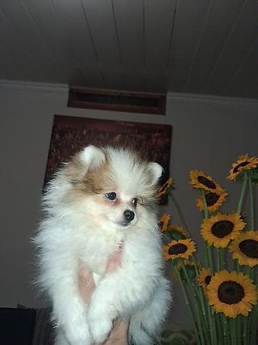 Şpitz, 2 ay, Dişi