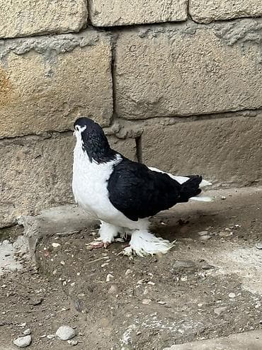 goyercinle: Qizgin erkey delfin satilir irilerdendi — 5
