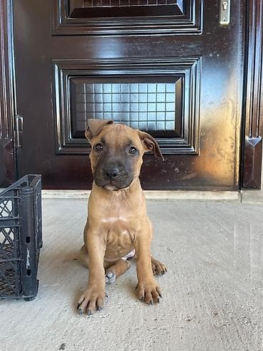 pitbull bala: Pitbul, 2 ay, Dişi, Peyvəndli — 1