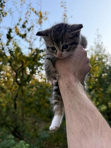 britan pişiyi: Şotland yastı qulaq, Erkək, Dişi, Yaxşı əllərə, Ünvandan götürmə, Pulsuz çatdırılma, Ödənişli çatdırılma — 9