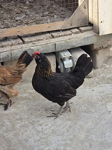 ucuz toyuq satisi: Xoruz, Yapon, il: 1, Ödənişli çatdırılma — 8