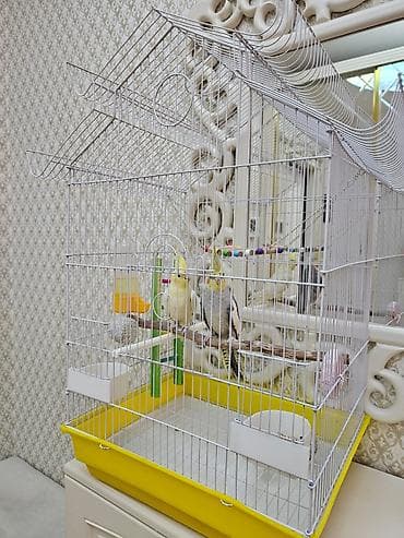 Heyvanlar üçün mallar: Nimfa (Cockatiel) cütü və geniş qəfəs dəst - Növ: Nimfa tutuquşusu — 4