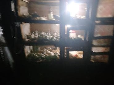 derzi quşu: Cuce saxlamag ucun olan elde duzelmis taxdan DAM. 1 gunden — 6