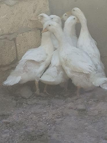 ördək balası və cücə: 7 dene pekin ordekler iki aylig biri 6 manat. kend xirdalan 055 — 5