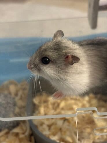 qizil baliq satisi: Məhsul: Cırtdan hamsterlər (Djungarian/qarışıq rənglər) Təsvir: - — 7