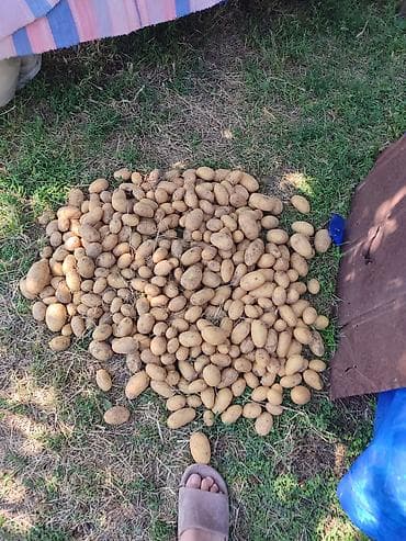 ev tipi çadır: Dərmansız kübrəsiz kənd kartofu 1 ton qobustan qarışıq 1super dadli — 2