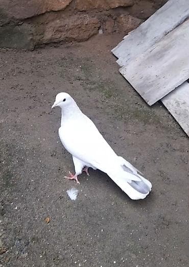 karella qus: 2 tuk boz quyrug erkey — 1