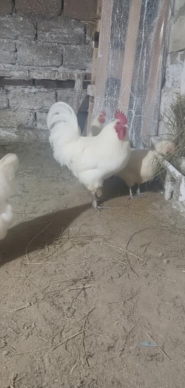 qizil baliq satisi: Toyuq, Australorp, Damazlıq, Ünvandan götürmə, Pulsuz çatdırılma, Ödənişli çatdırılma — 1