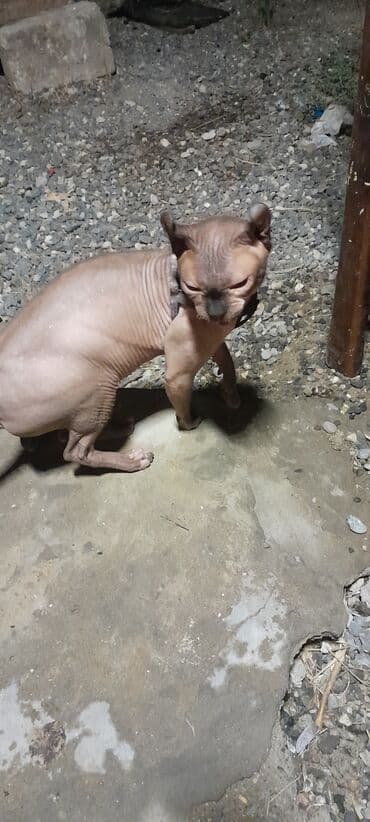 pişik geyimi: Sfinks — 3