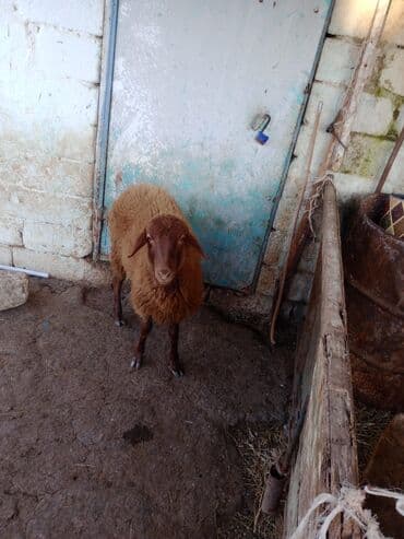 Гуси: Əsil damazdıqa quzu satılır istəyən olsa yazsın video sun atım baxın — 8