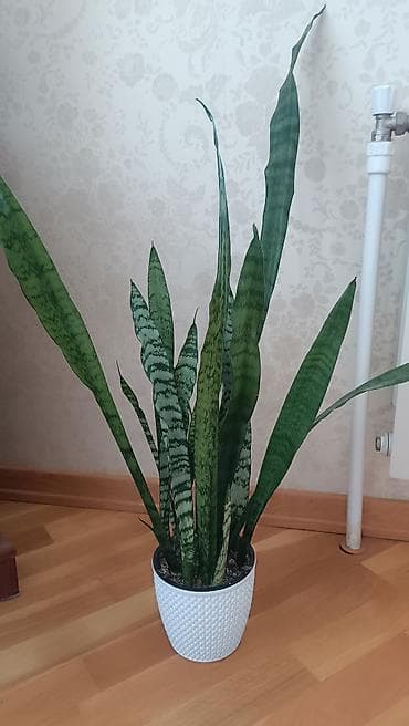 Bitki: Sansevieria (Qayın dili) – dekorativ qapalı bitki Təsvir: - lalafo.az -da Bitki: Sansevieria (Qayın dili) – dekorativ qapalı bitki Təsvir: -