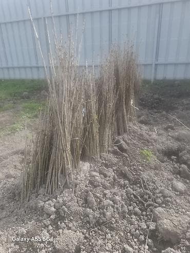 heserat yeyen bitki: Məhsul: Açıq köklü meyvə ağacı tingləri (şitillər) Təsvir: - Açıq — 10