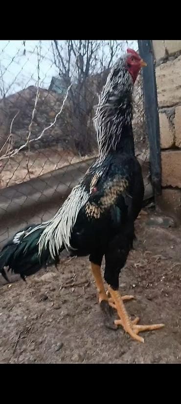 brama xoruz: 10 ayliq ata taylant ana mamba super qani olan heyvandi atasida — 6