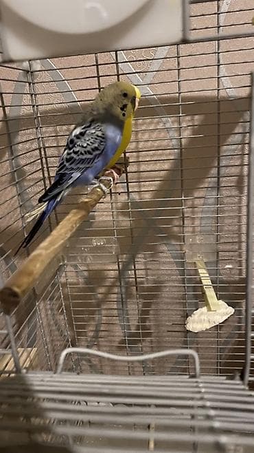 amadin satilir: Yuva as bala al hazır cüt quşlar satılır hal hazırda istirahət — 5