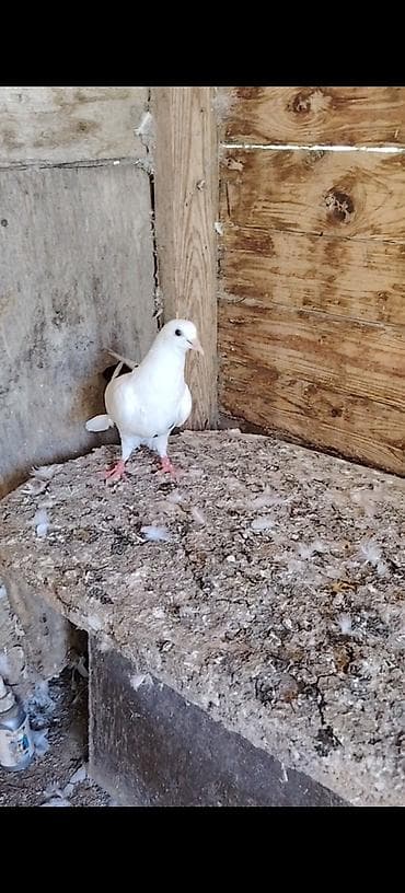 5 quwdu hamisi bir yerde 15 bal. Tek tek qiymet ferqli qiymet