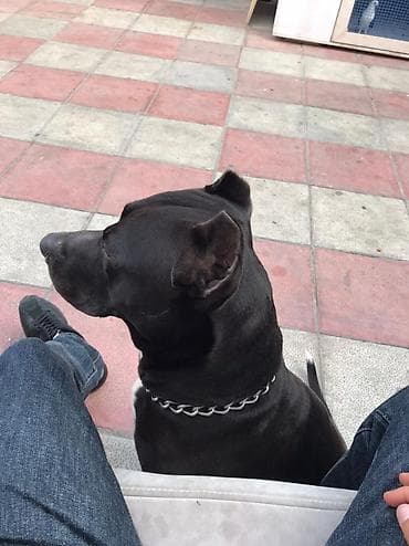 Pitbul, 2 il, Erkek, Peyvəndli — 3