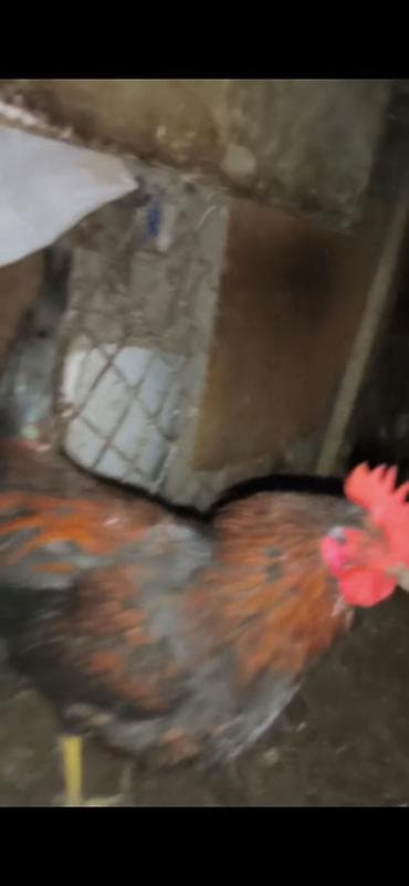 Mal-qara: Toyuq, Damazlıq, Ünvandan götürmə — 2