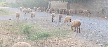 itlerin ucuz qiymete satisi: 34 baş quzu satilir ünvan Ağsu.
istəyən olsa video su var — 3