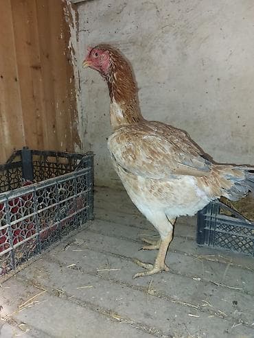 Toyuqlar: Toyuq cücələri, Damazlıq — 2