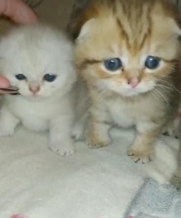 qax heyvan: Шотландская — 7