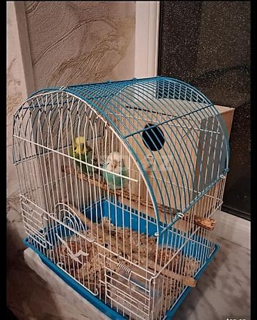it evlerinin satisi: Dalğalı papağanlar üçün qəfəs və aksesuarlar dəsti - Ölçü: orta — 1